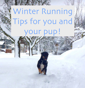 Winter running with your dog