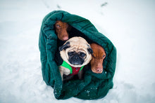 3 dogs in a large green ultralight dog sleeping bag.  2 vizslas and one pug are cuddled up for warm in the sleeping bag against snow backdrop.