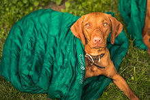 One young vizsla pup in a green sleeping bag.  The sleeping bag is an ultralight down sleeping bag for dogs by Whyld River.