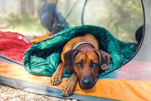 Ridgeback dog in tent laying in a sleeping bag looking at the camera. He has a blue collar on.  Laying in an orange tent with green sleeping bag.