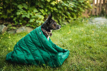 One small dog in an extra small dog sleeping bag by Whyld River.  The dog sleeping bag is green and is made of ultralight materials.